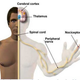 Image for article titled Why do we experience physical pain?